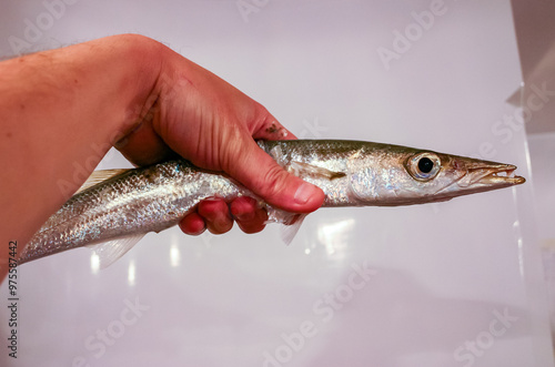 The obtuse barracuda - Sphyraena obtusata (Sphyraenidae), fish caught in the Red Sea in hand photo