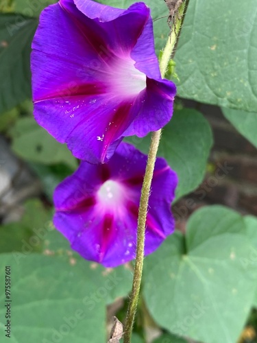 foods,white,vegetables,flowers,pink.moth photo