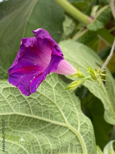 foods,white,vegetables,flowers,pink.moth photo