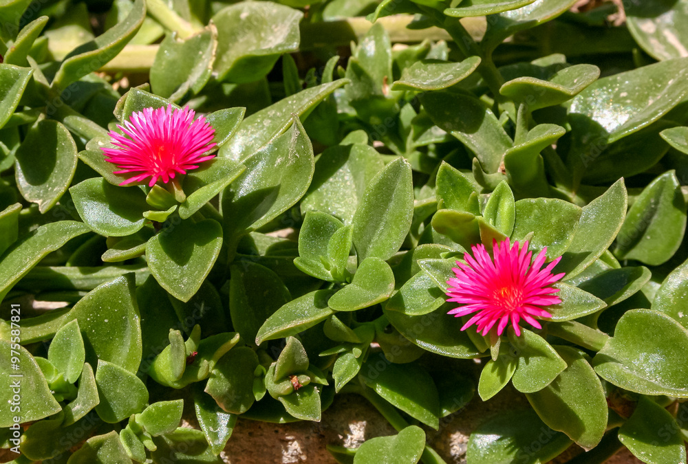 Baby Sun Rose - Aptenia cordifolia - Mesembryanthemum cordifolium, blooming succulent plant Baby Sun Rose - Aptenia cordifolia - Mesembryanthemum cordifolium, blooming succulent plant