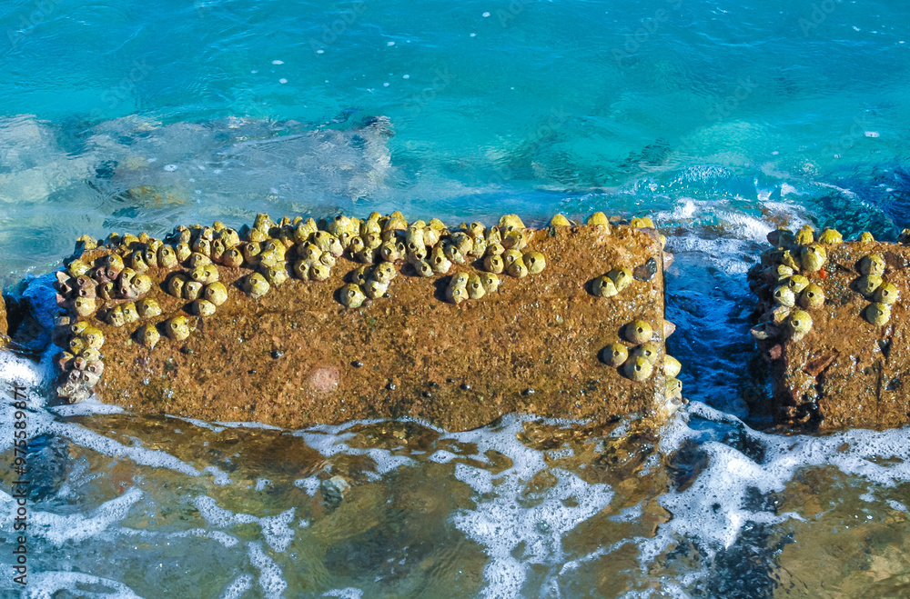 Fouling On Rocks Ribbed Barnacle - Tetraclita stalactifera, Fouling of rocks in the Red ...