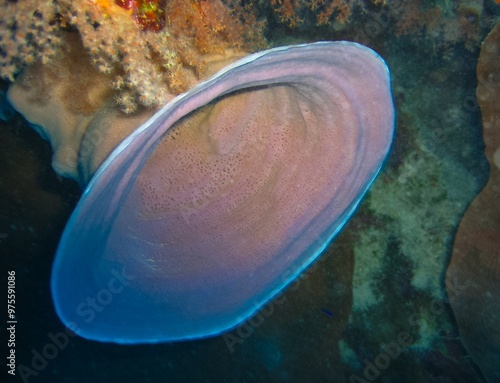 Round funnel-shaped sponge on a rock on a coral reef in the Red Sea photo