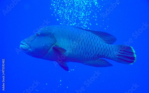 Napoleon Wrasse (or humphead wrasse), Cheilinus undulatus at Reef, Red Sea photo