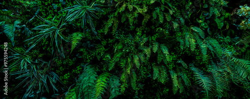 Herb wall, plant wall, natural green wallpaper and background. nature wall. Nature background of green forest