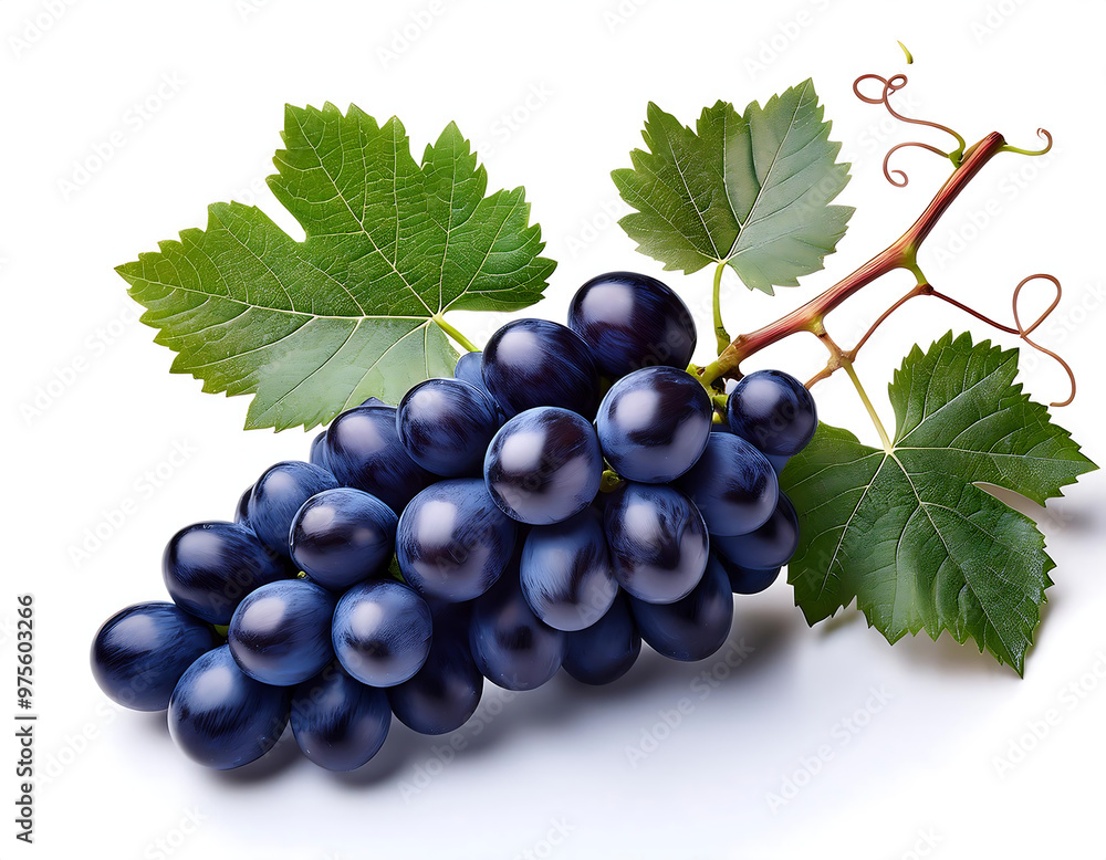 Fototapeta premium Dark blue grapes with leaves, isolated on a white background, ideal for food or wine-relate_1(308)
