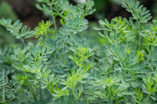 Grean leafs of a common rue plant (Ruta graveolens).