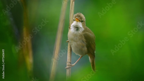 Marsh warbler (Acrocephalus palustris) singing in the reeds photo