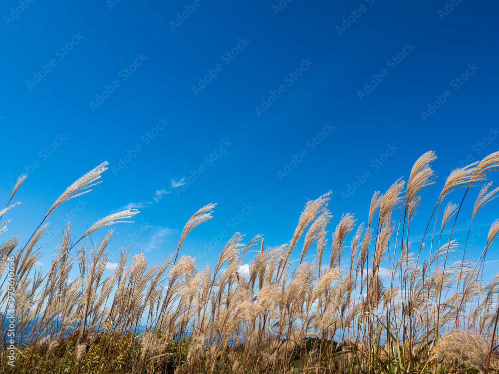 Obraz premium 秋晴れとススキ