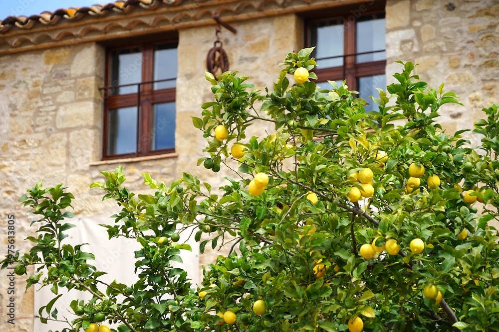 old mediterranean brick house with wooden windows and lemon tree with lemons in the foreground, mediterranean lifestyle, scenic, calm, wonderful, summer, spain ,europe, catalonia old mediterranean brick house with wooden windows and lemon tree with lemons in the foreground, mediterranean lifestyle, scenic, calm, wonderful, summer, spain ,europe, catalonia
