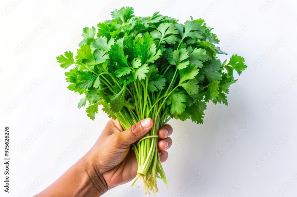 Freshly Picked Cilantro Bunch Held in Hand Against White Background Freshly Picked Cilantro Bunch Held in Hand Against White Background