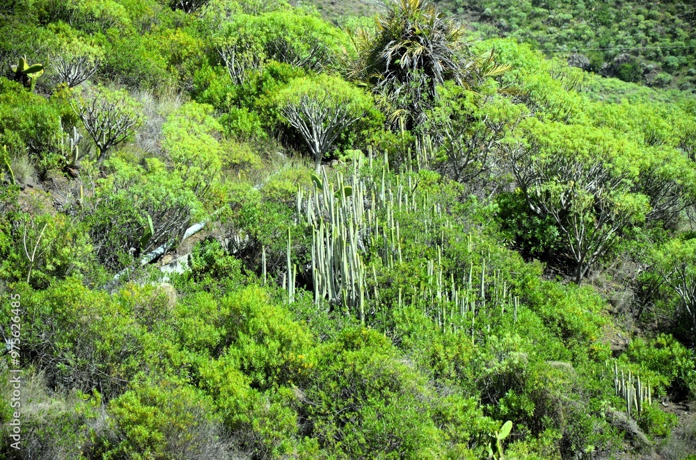 Tropical Mountains in Anaga Rural Park, Tenerife, Canary Islands Tropical Mountains in Anaga Rural Park, Tenerife, Canary Islands