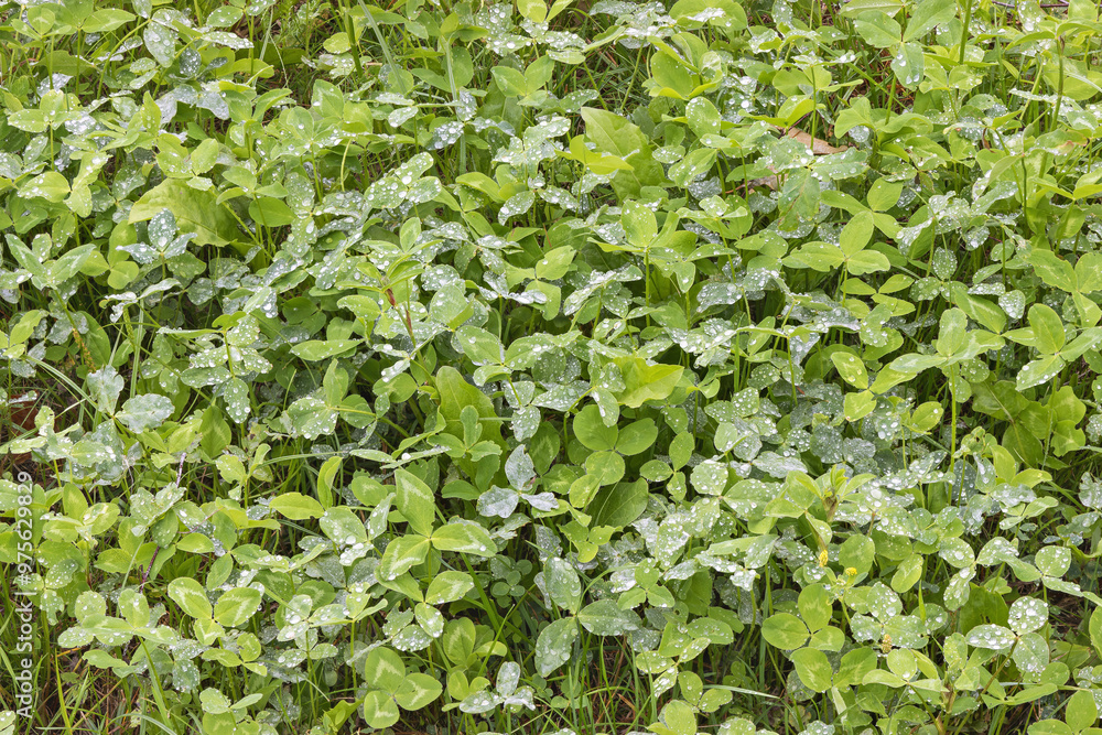Vibrant and Fresh Green Clover Leaves with Water Drops Creating a Natural Background Texture