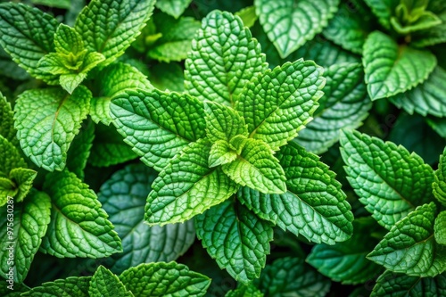 Vibrant Mint Plant Leaves Highlighting Intricate Patterns and Textures