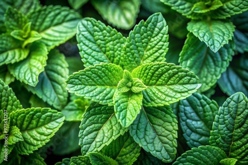 Vibrant Mint Plant Leaves Highlighting Intricate Patterns and Textures