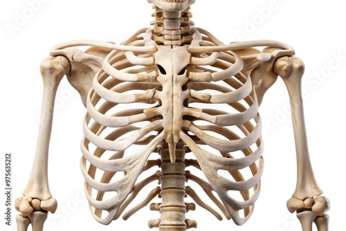 Close-up of a human skeleton's sternum, also known as the breastbone, featuring a centered groove and articulating ribs, isolated on a white background. photo