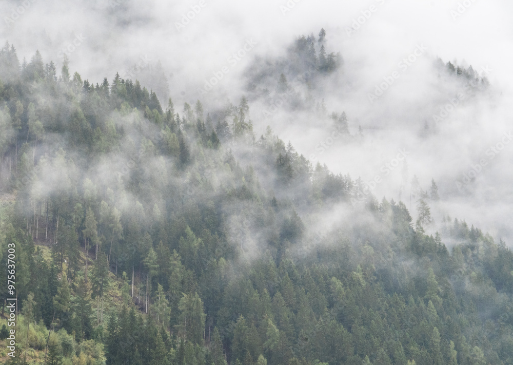 Fototapeta premium Tannen im Nebel