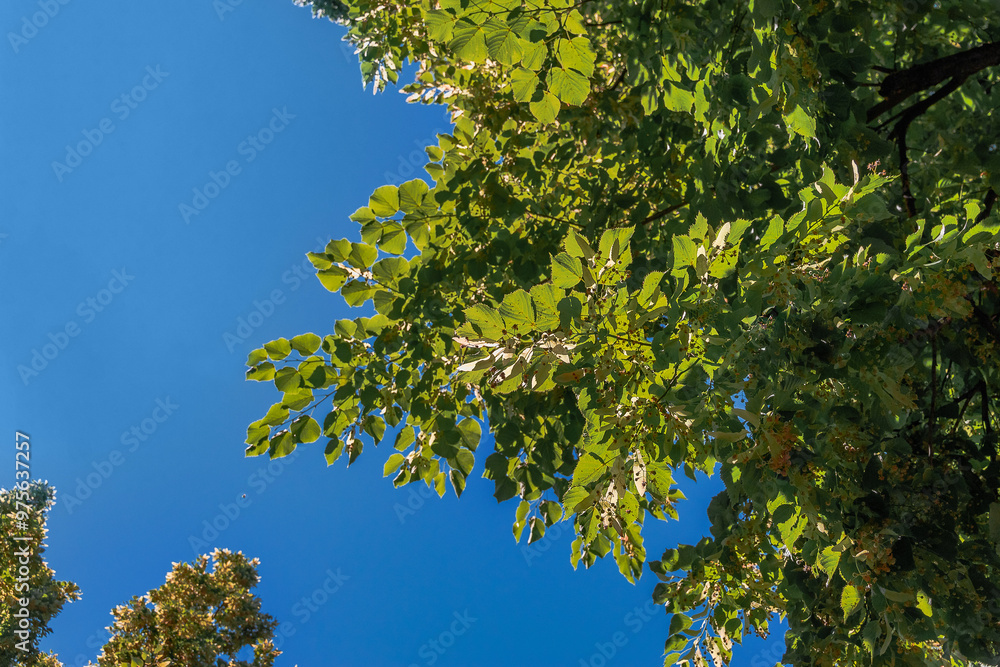 A view through the treetops. Green foliage in spring with green foliage in the forest. Young spring green foliage against a blue sky background. Trees with green foliage against the sky. A view through the treetops. Green foliage in spring with green foliage in the forest. Young spring green foliage against a blue sky background. Trees with green foliage against the sky.