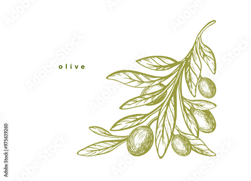 Olive tree, texture branch, green fruit Vector art