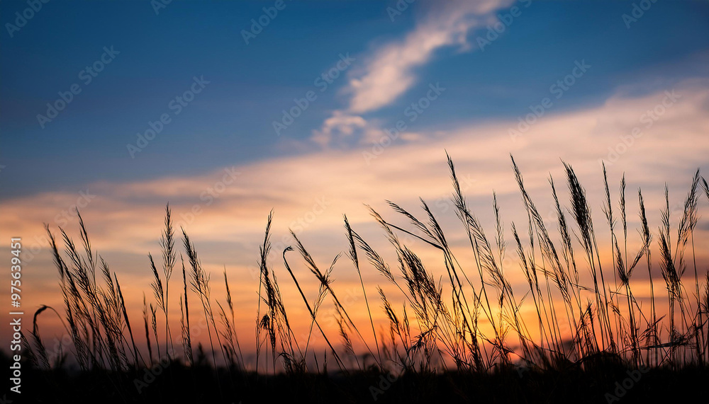 beautiful of the sky in the evening with silhouette of grass beautiful of the sky in the evening with silhouette of grass