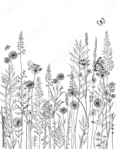 Black and white line drawing of various wildflowers and plants.Silhouettes of grass, flowers and herbs