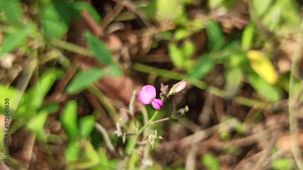 small purple flower small purple flower