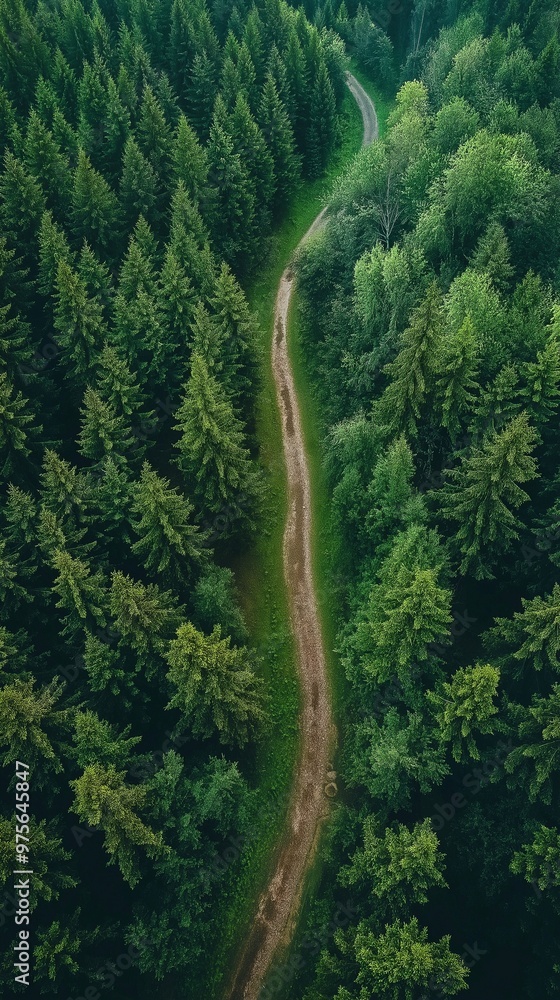 Fototapeta premium An aerial path across a stunning wooded environment