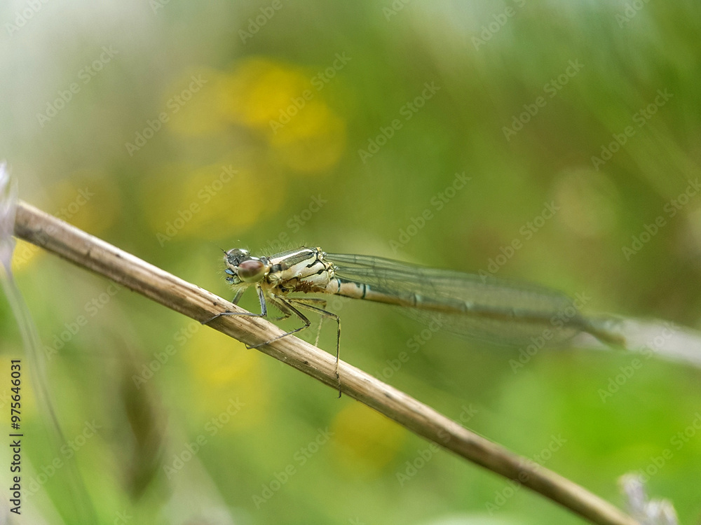 damsefly on a leaf summer damsefly on a leaf summer