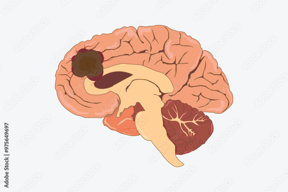 cross section of human brain, side view and front view. eps 10. white background cross section of human brain, side view and front view. eps 10. white background