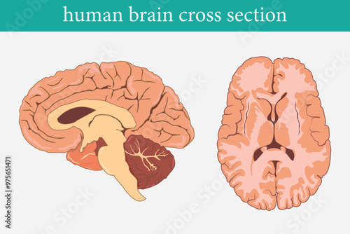 cross section of human brain, side view. eps 10.