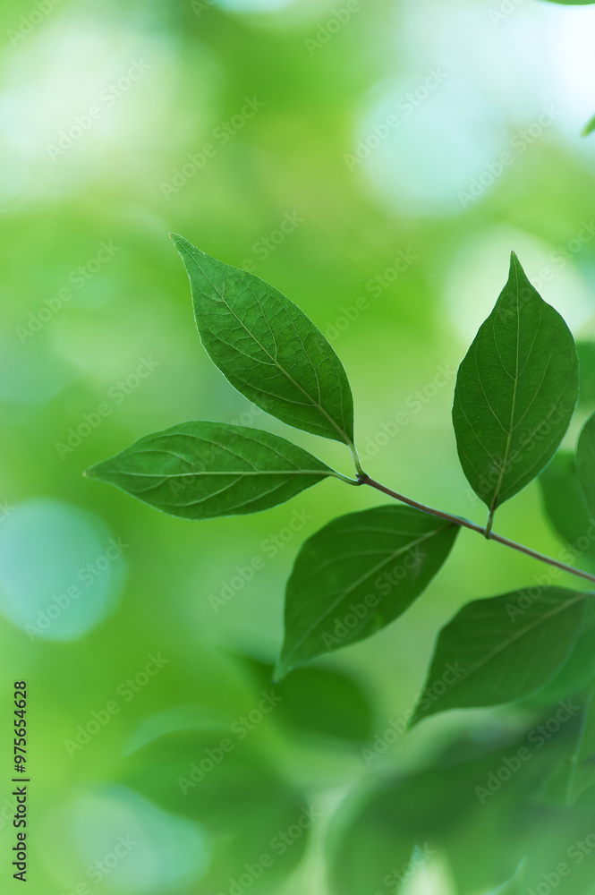 Green leaves background. Selective and soft focus. Copy space. Green leaves background. Selective and soft focus. Copy space.