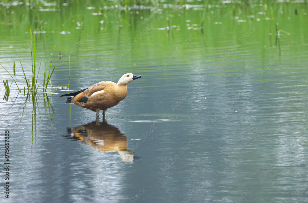 Ruddy Shelduck looks up into the sky, Ruddy shelduck in the pond, ruddy shelduck in shallow waters, female, duck in the lake, reeds in the pond Ruddy Shelduck looks up into the sky, Ruddy shelduck in the pond, ruddy shelduck in shallow waters, female, duck in the lake, reeds in the pond