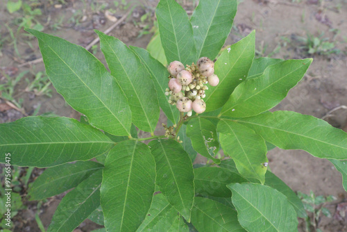 Glycosmis fruit, medicinal plant on forest photo