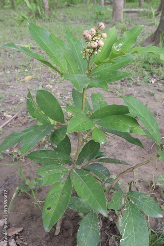 Glycosmis fruit, medicinal plant on forest photo