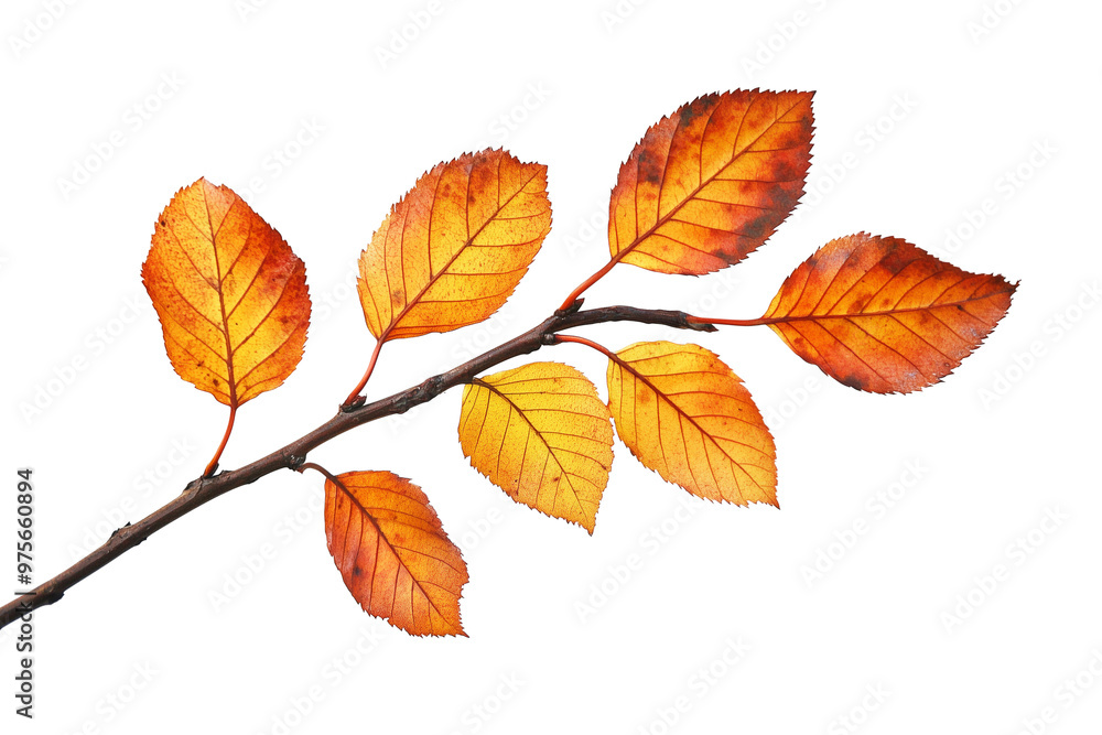 Fall leaves on branch on transparent background Fall leaves on branch on transparent background