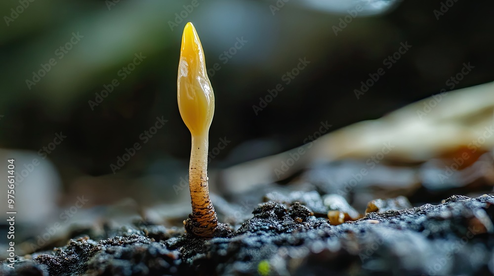 A close-up of a mangrove seed germinating. A close-up of a mangrove seed germinating.