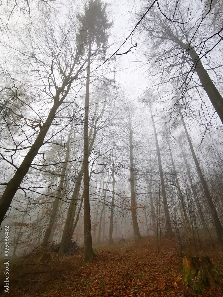 Forest in dense fog, Foggy trees like scary dancing ghosts. Lonely. Disappearing in thick mist. Spooky landscape, frightening deformations. Halloween, Bad Zwesten, Hesse, Germany, European. Melancholy Forest in dense fog, Foggy trees like scary dancing ghosts. Lonely. Disappearing in thick mist. Spooky landscape, frightening deformations. Halloween, Bad Zwesten, Hesse, Germany, European. Melancholy