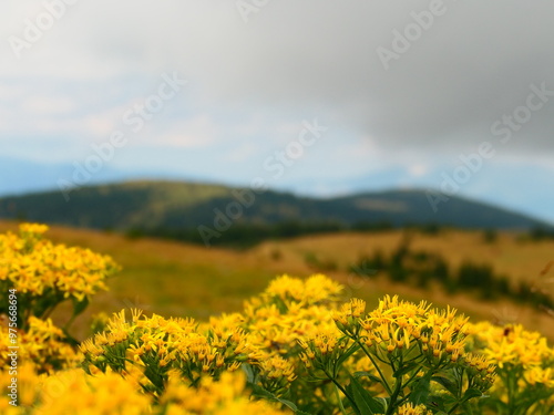 Berg Flora am Hochwechsel photo