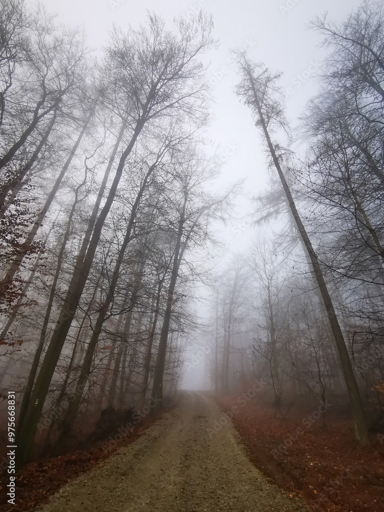 Fototapeta premium Forest in dense fog, with a lonely road disappearing in thick mist. Foggy trees like ghosts. Spooky landscape, frightening deformations. Halloween, Bad Zwesten, Hesse, Germany, European. Melancholy