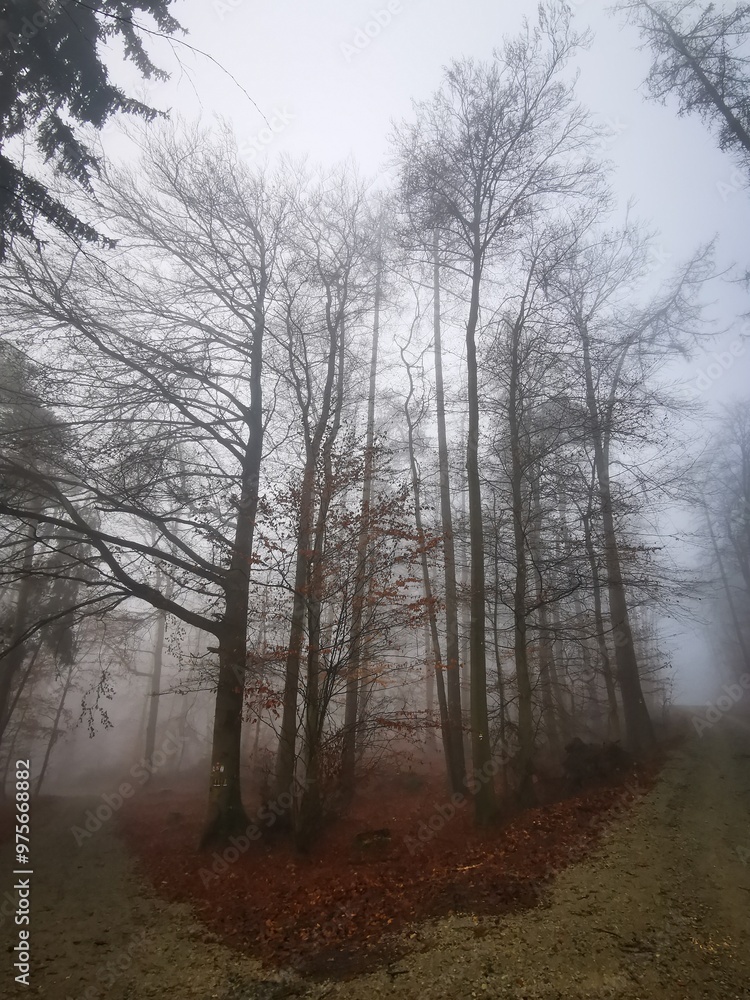 Obraz premium Forest in dense fog, with a lonely road disappearing in thick mist. Foggy trees like ghosts. Spooky landscape, frightening deformations. Halloween, Bad Zwesten, Hesse, Germany, European. Melancholy