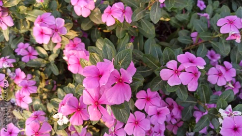 Catharanthus roseus photo