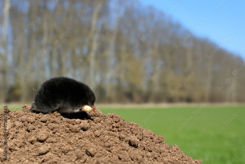 Mole on a molehill in the garden