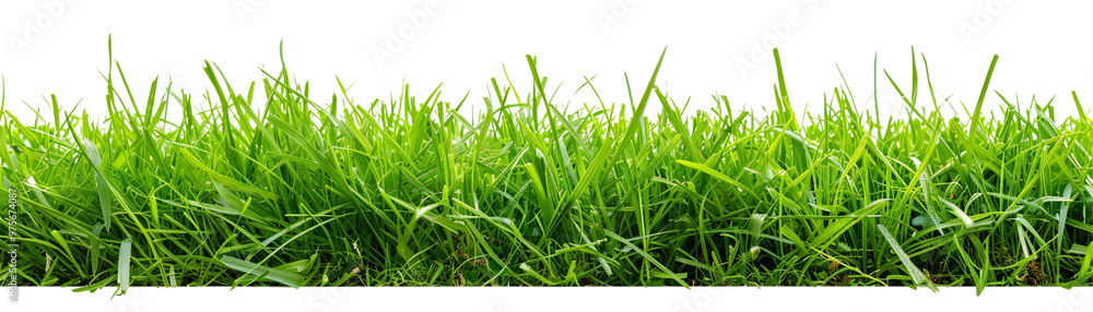 Fototapeta premium Vibrant green grass texture showcasing the beauty of nature.