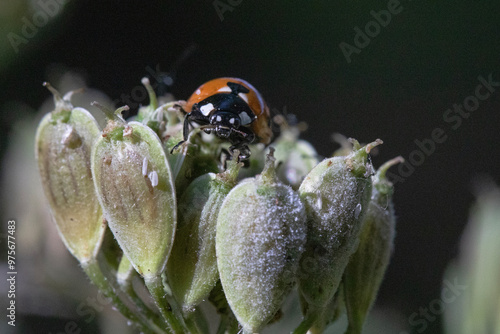 A macro photograph of a ladybird walking over a green plant. photo