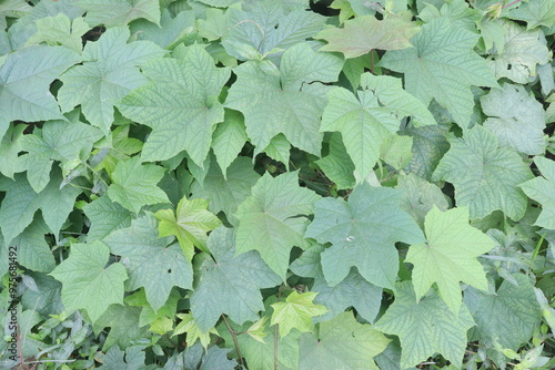 Merremia vitifolia ornamental plant on garden photo