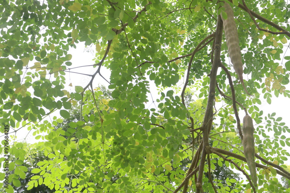 Fototapeta premium Moringa on tree in farm for harvest
