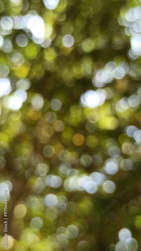 blur and defocused: green leaves in the garden blur and defocused: green leaves in the garden