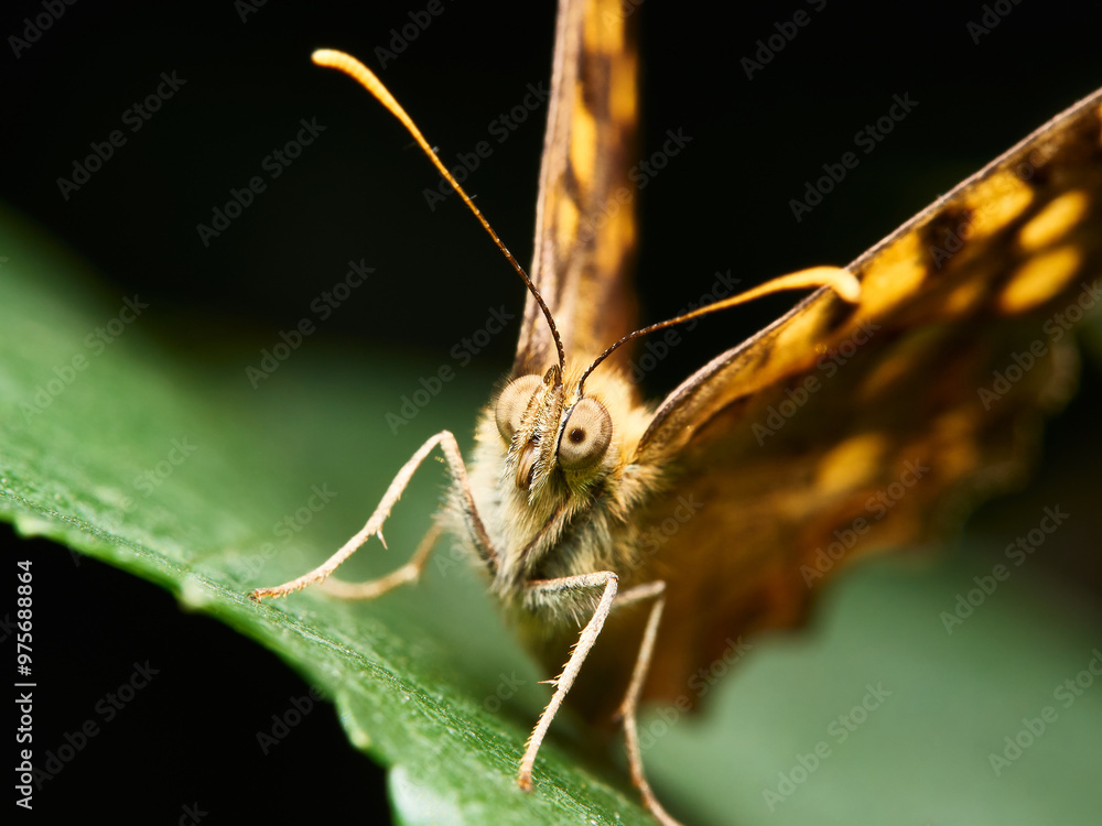 Obraz premium Mariposa