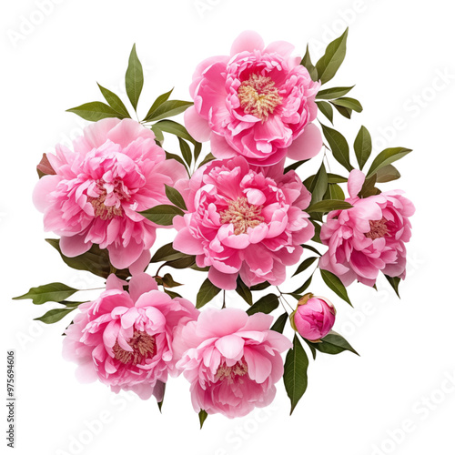 Beautiful Pink Peonies With Green Leaves Arranged On A Transparent Background In A Flat Lay Style