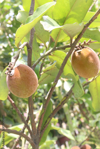 Velvet Apples fruit on tree in farm