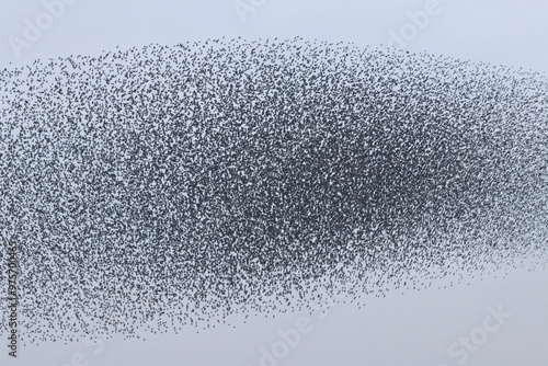 Bilde på lerret starling murmuration